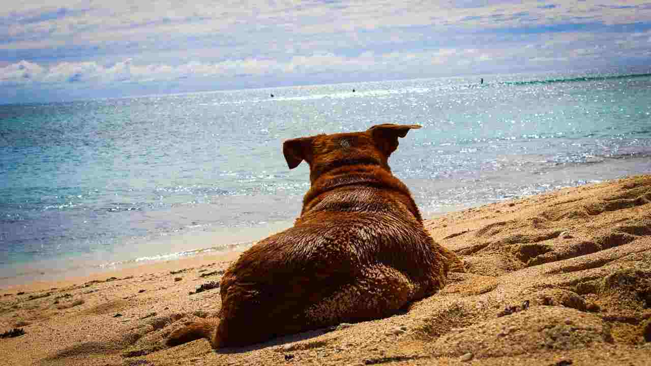Cane in spiaggia: i pericoli a cui prestare attenzione