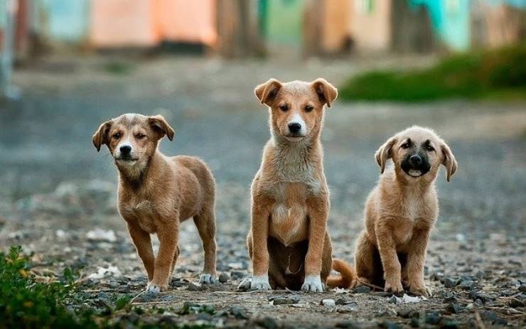 Come rinunciare al proprio cane senza abbandonarlo