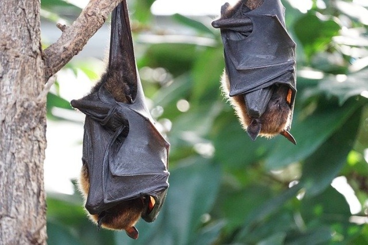 I pipistrelli sono pericolosi per l'uomo? La verità su questi animali