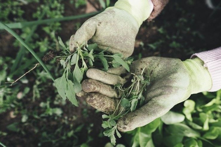 Giardinaggio: il kit di attrezzi che non può mancare