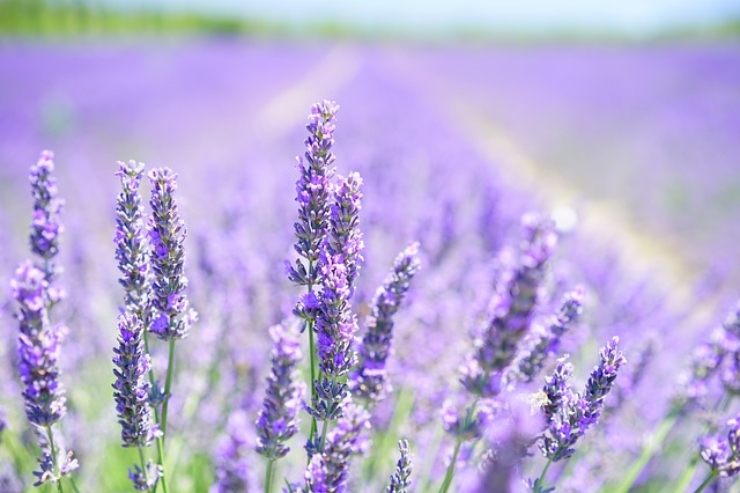 4 piante che possono fungere da deodoranti naturali