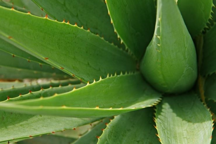 Aloe vera per combattere disturbi legati al caldo: ecco quali