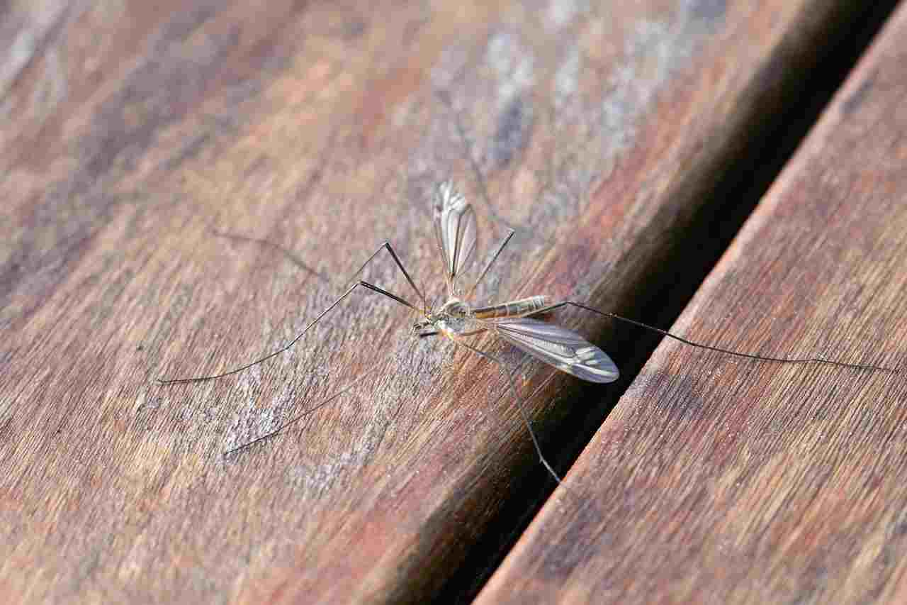 Dove si nascondono le zanzare dopo l'estate?