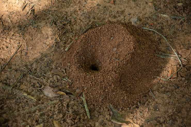 nido formiche