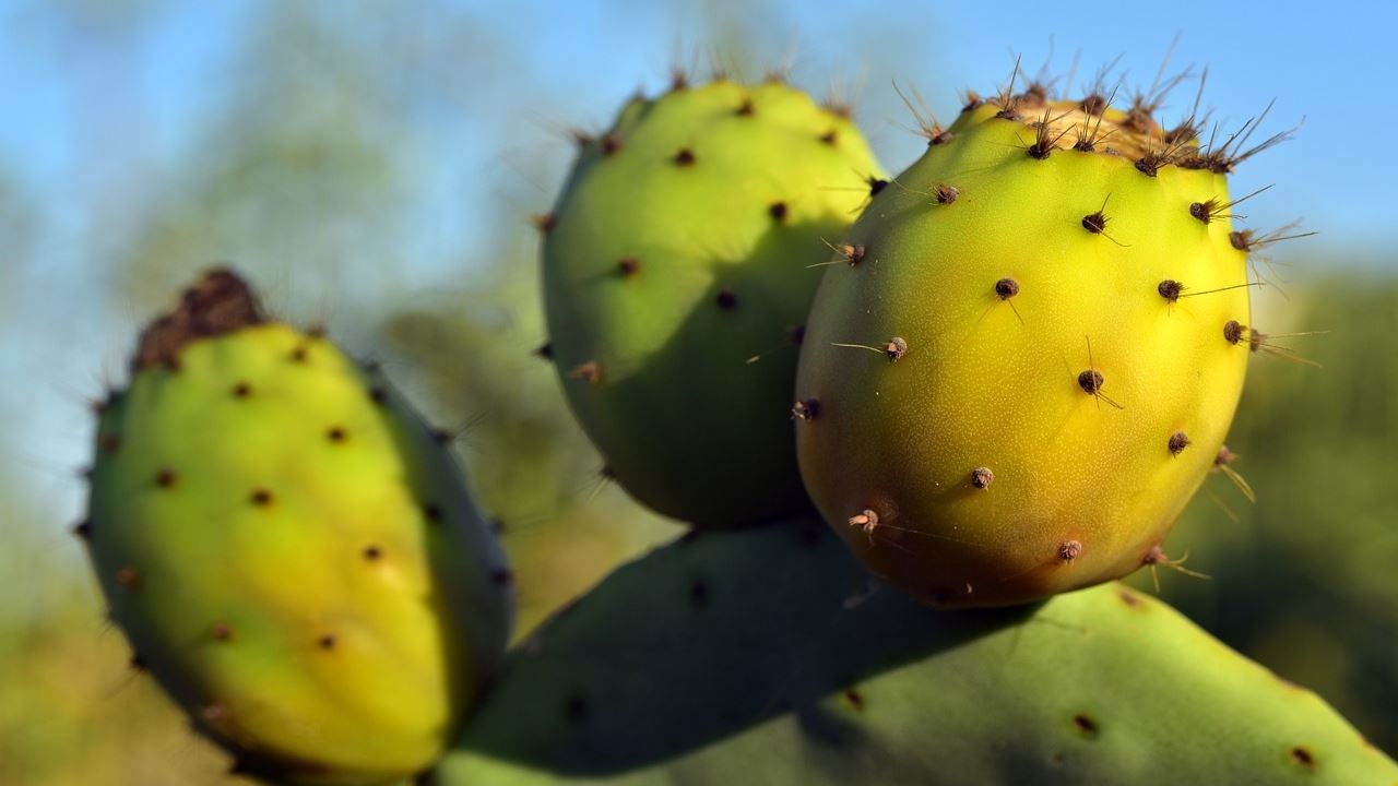 Fichi d'India: il segreto per sbucciarli in un attimo