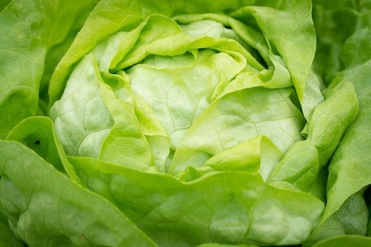 Insalata: ecco qual è il momento del giorno ideale per consumarla