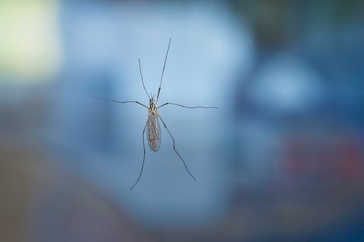 Dove si nascondono le zanzare dopo l'estate?