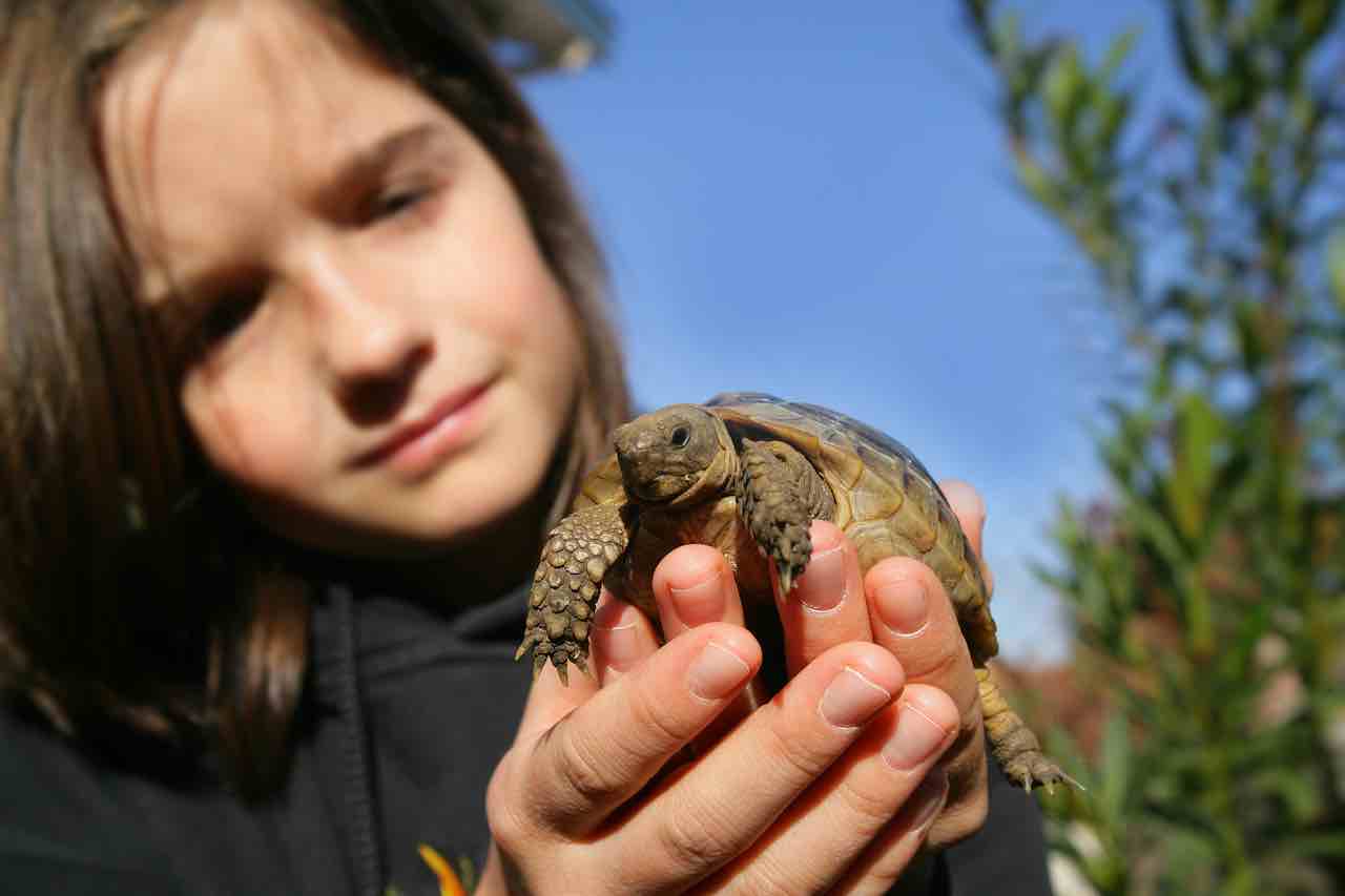 tartarughe di terra bambini