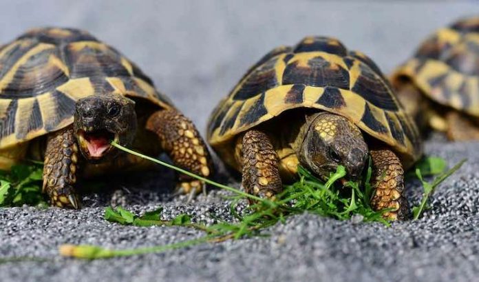 Nomi Da Dare A Una Tartaruga Tartarughe di terra: tutto quello che c'è da sapere per allevarle