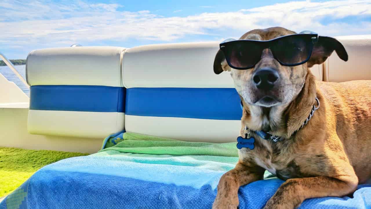 vacanza cane