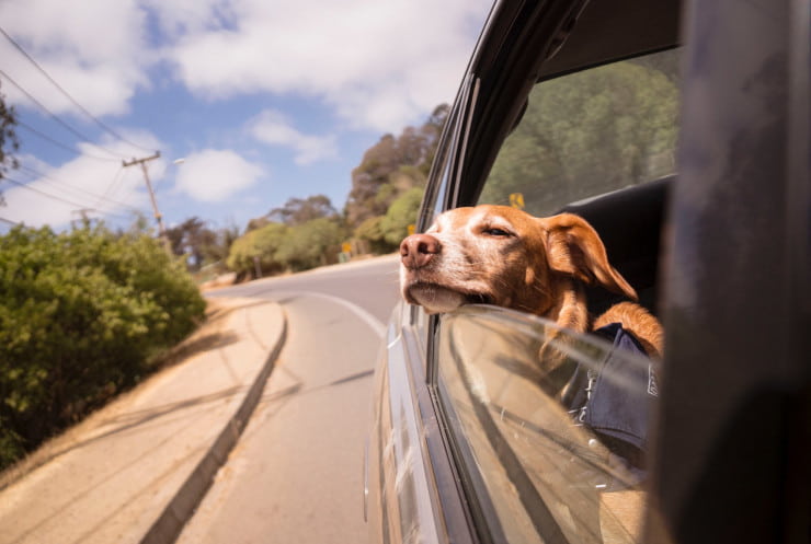 vacanza cane