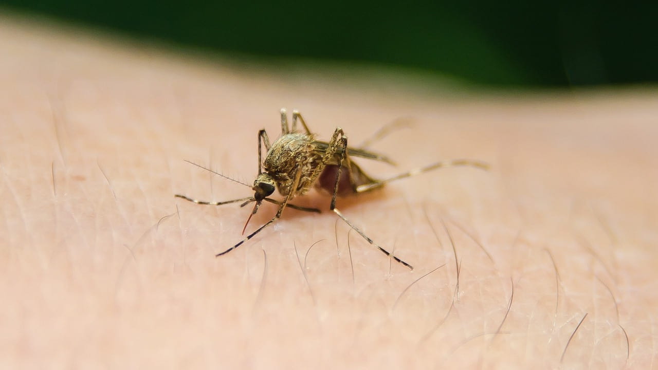 difendersi punture zanzare