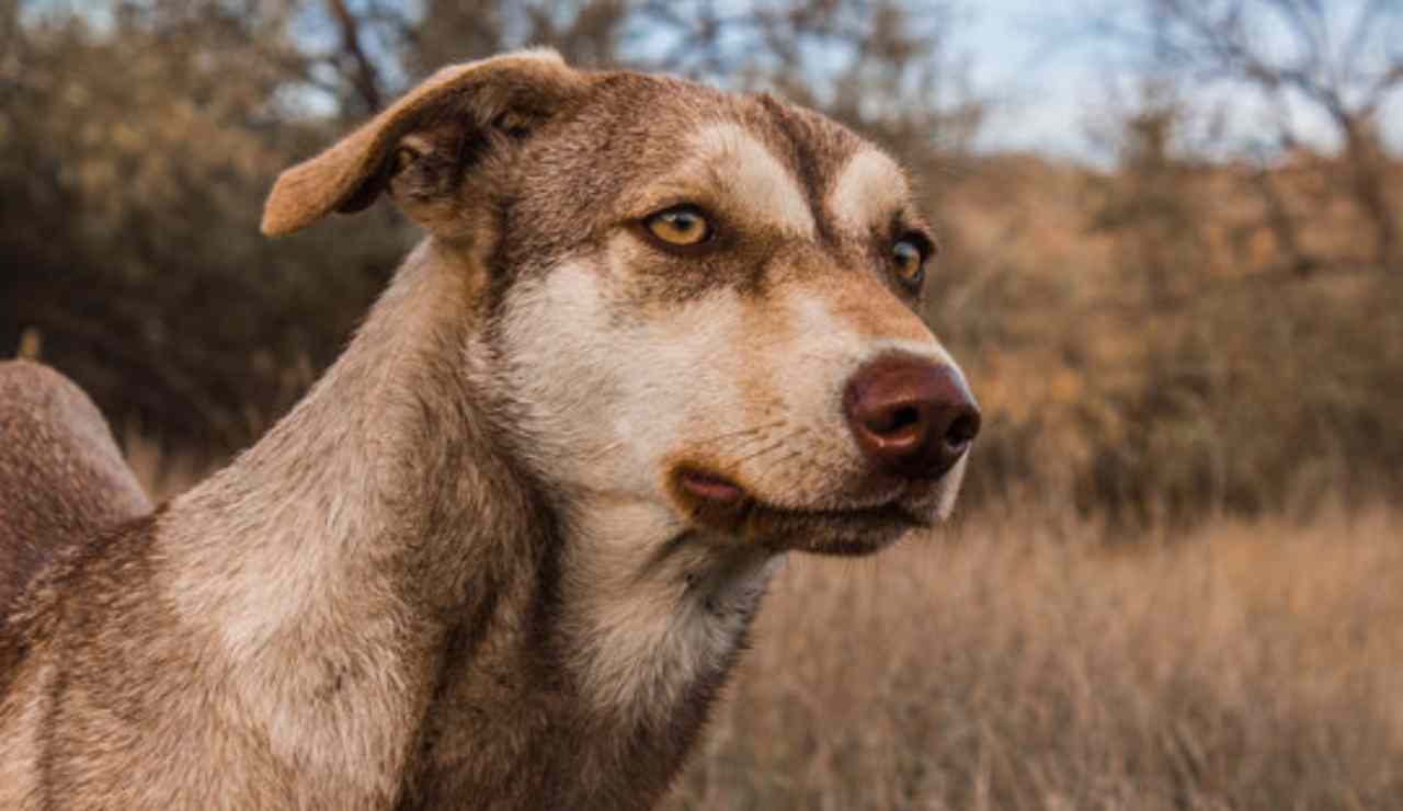 Cane con la rabbia