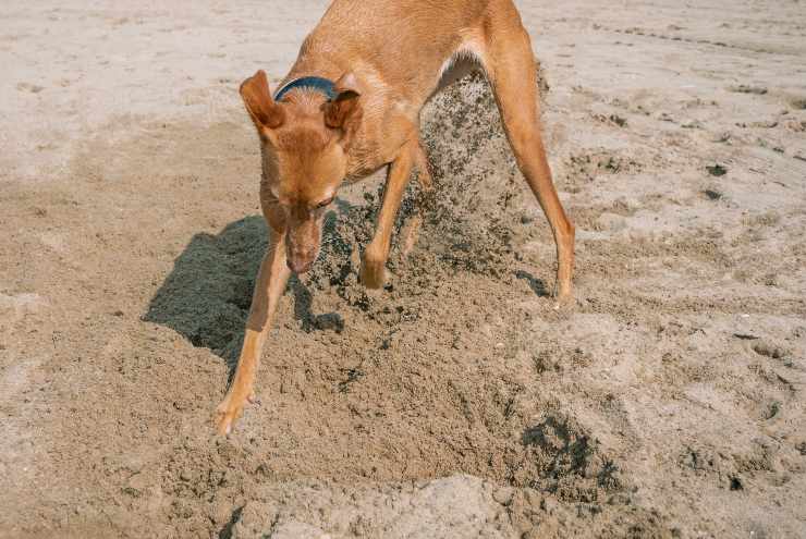 Comportamento degli animali