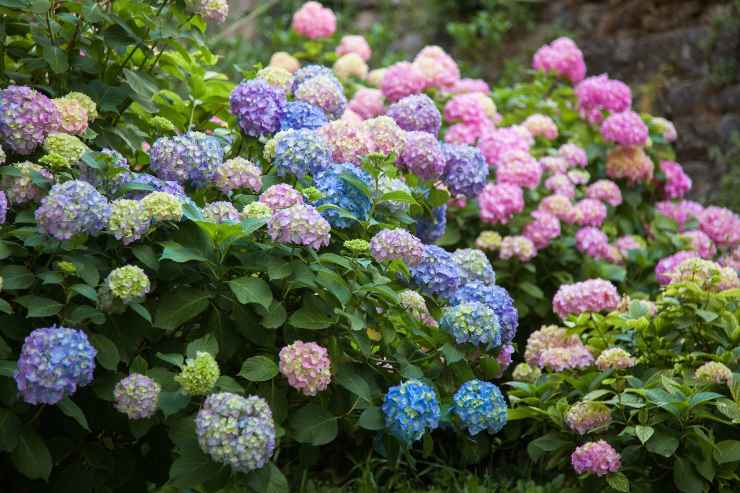 Fiori e piante per l'autunno