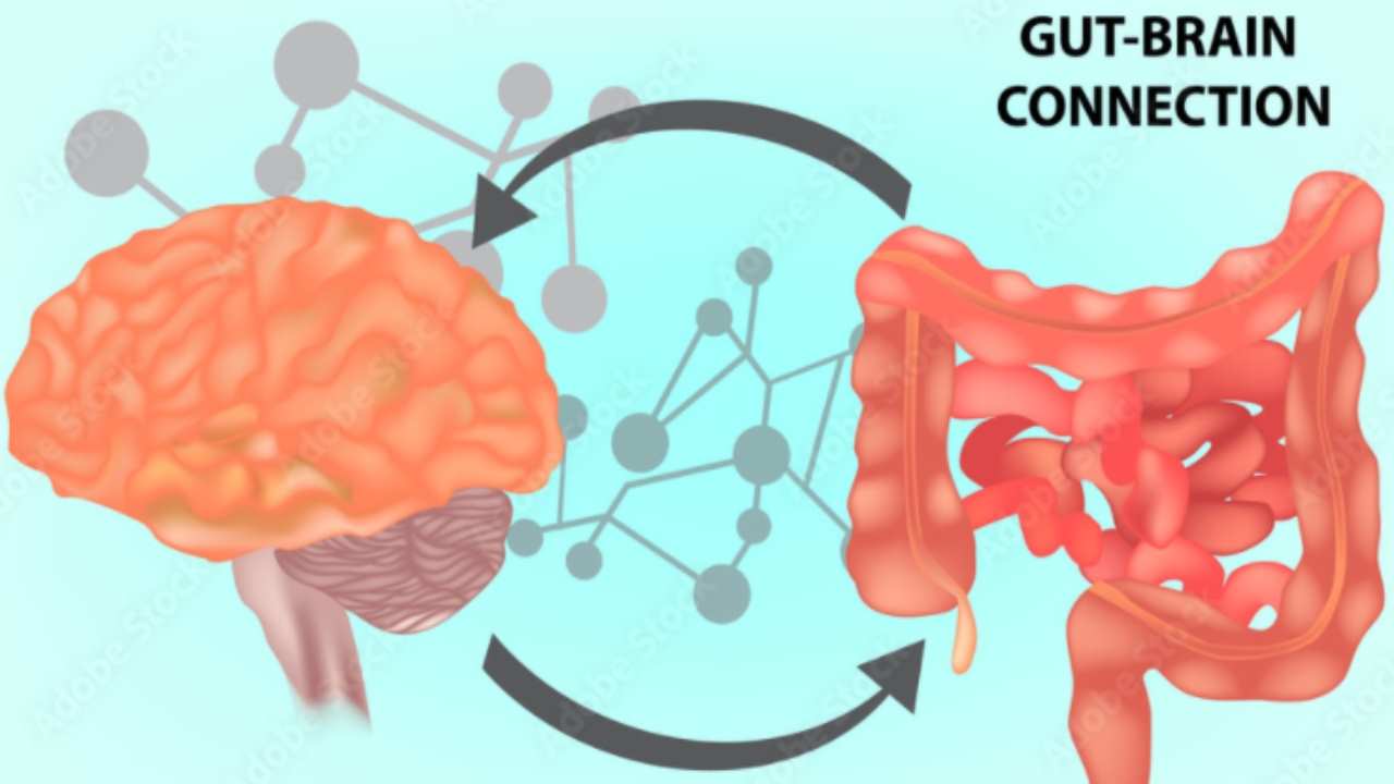 Intestino, il secondo cervello umano: quello che non sapevi