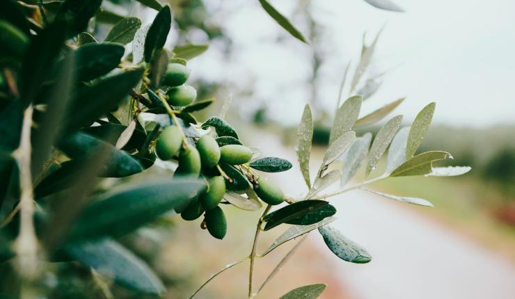 Olio d'oliva benefici