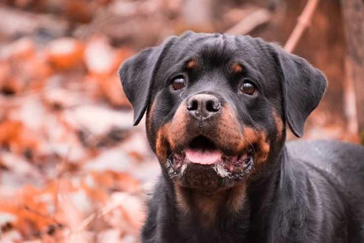 Cani, come scegliere la razza giusta