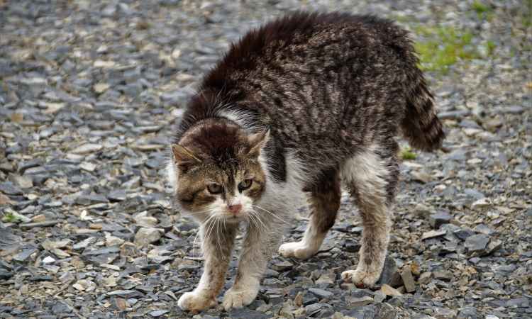 Gatto di strada