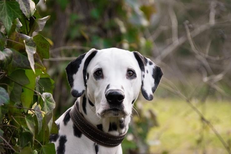 Cani, come scegliere la razza giusta