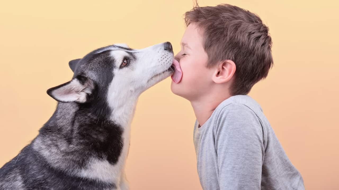 cane lecca figlio