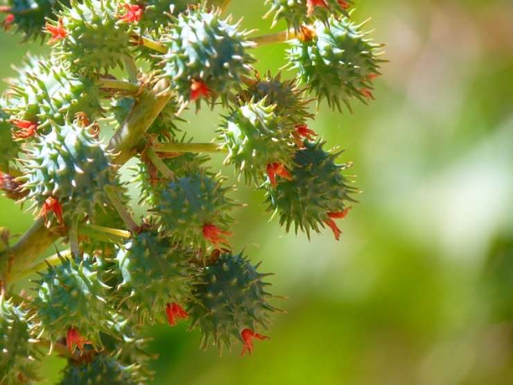 Da piccoli ve l'hanno mai proposto? Ecco perché l'olio di ricino è un vero toccasana