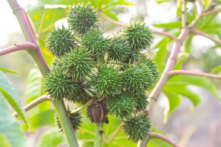 Da piccoli ve l'hanno mai proposto? Ecco perché l'olio di ricino è un vero toccasana