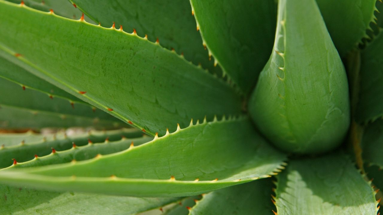 aloe vera