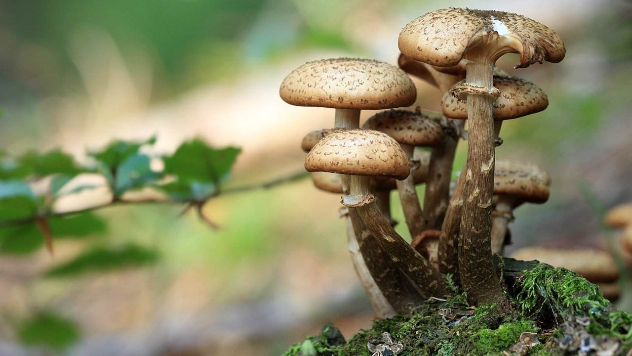 funghi