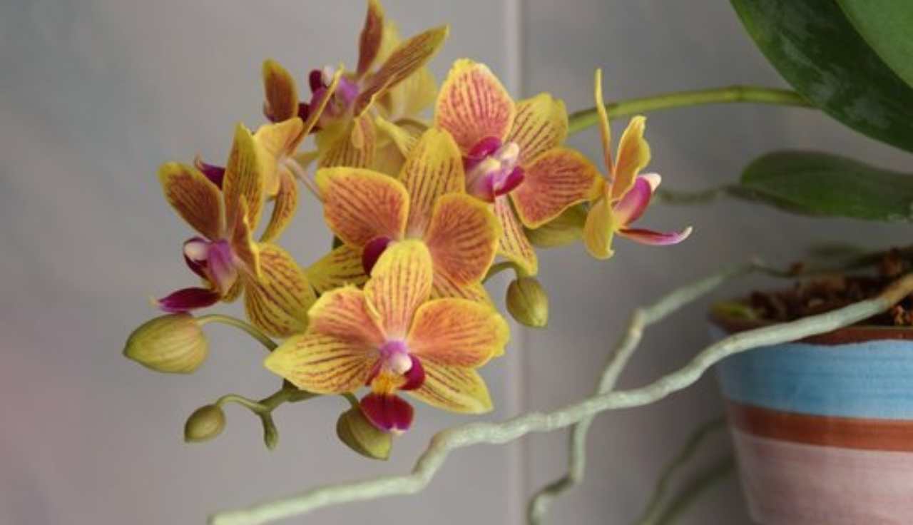 orchidee