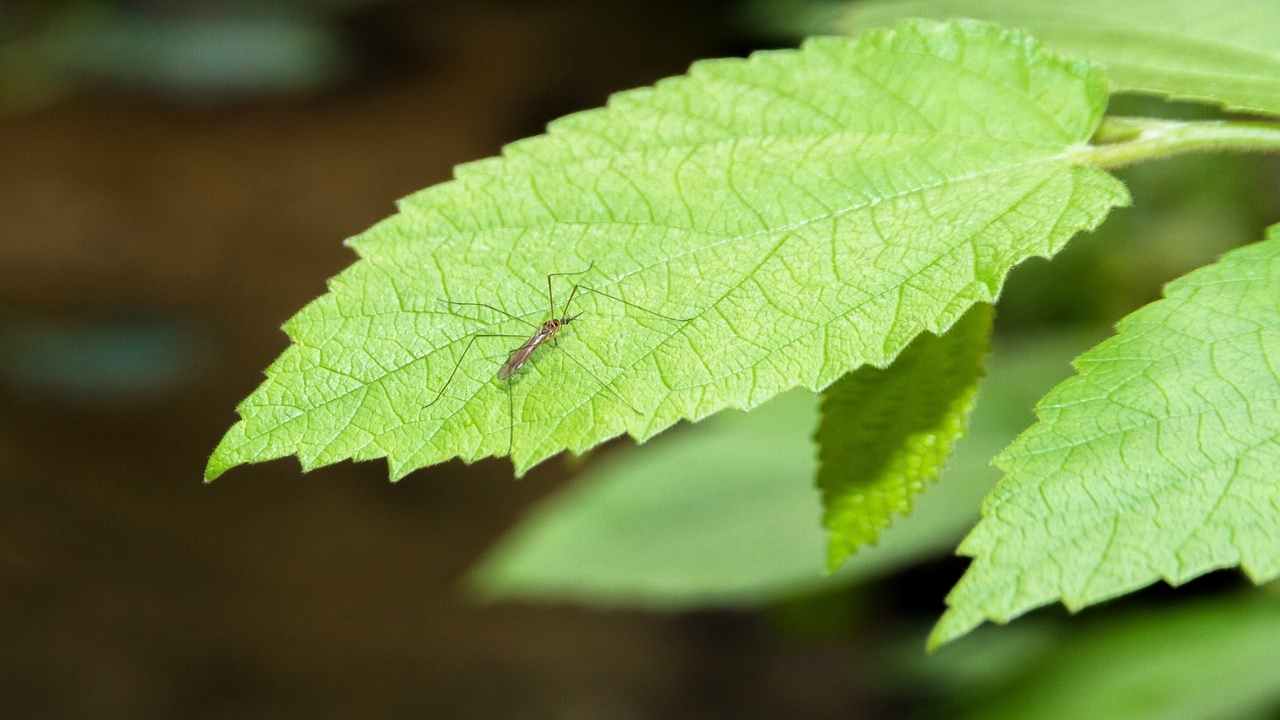 Zanzare, i rimedi che non conoscevi per tenerle lontane