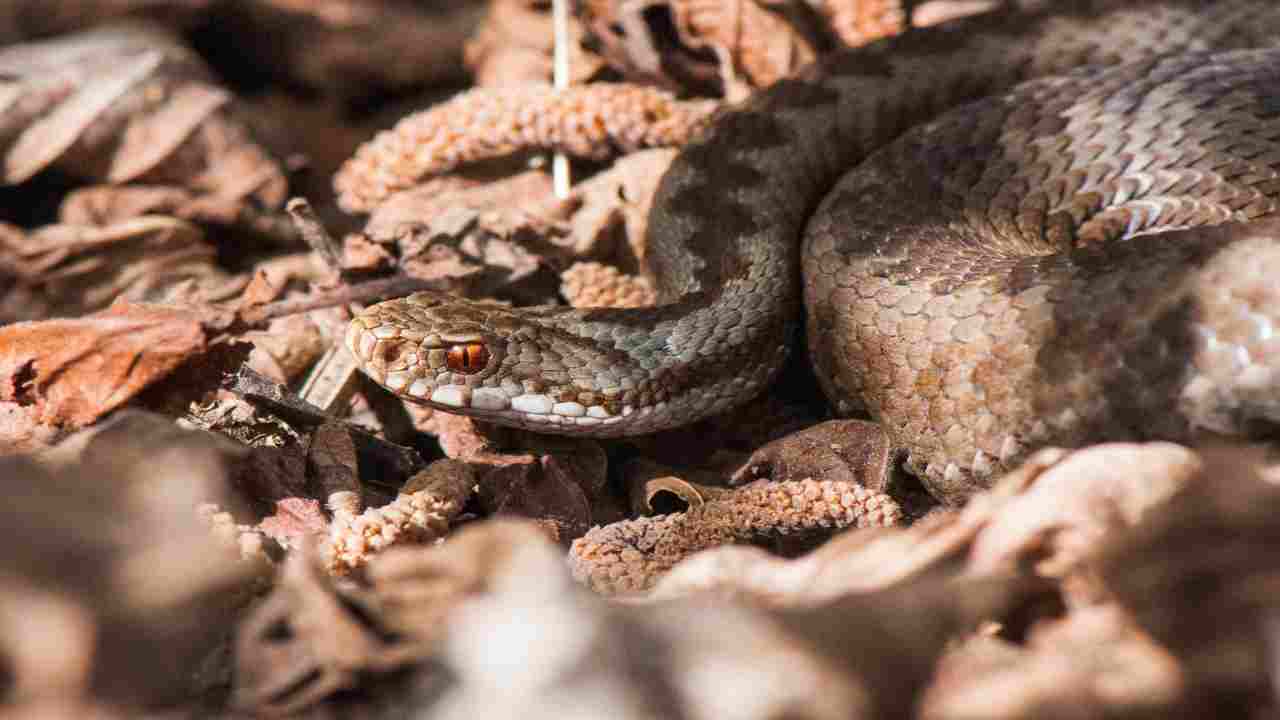 Hai visto un serpente: ecco come capire se è una vipera