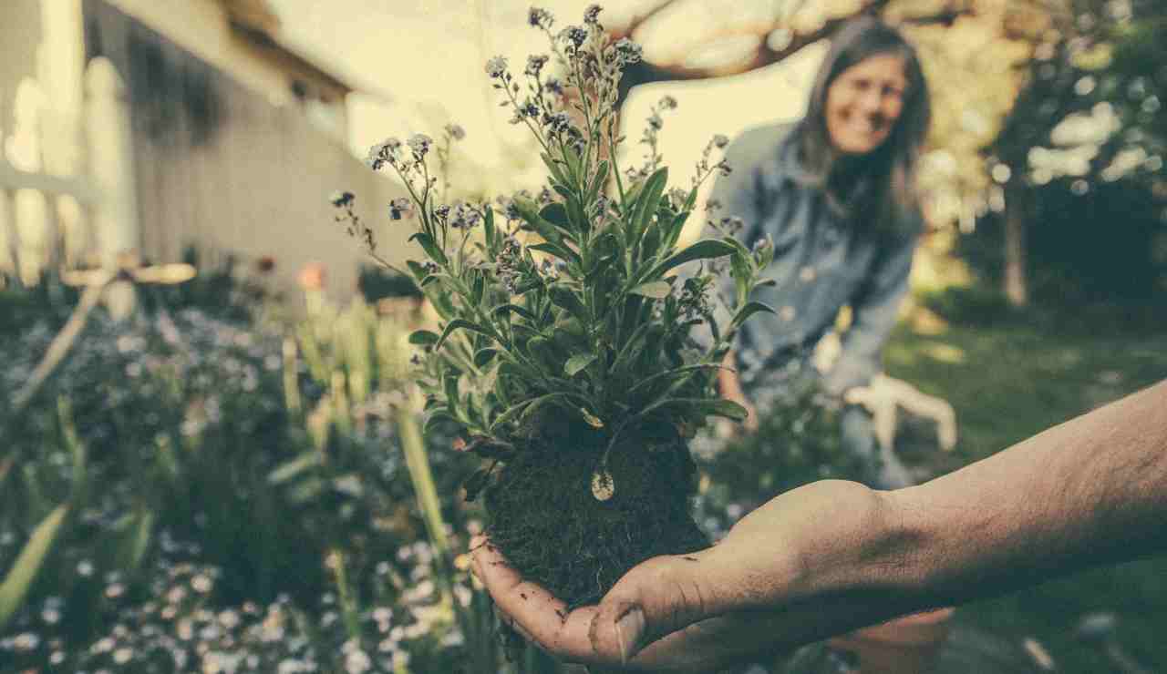 Autunno semina fiori