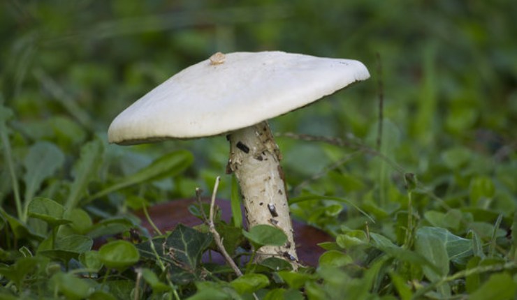 Funghi buoni