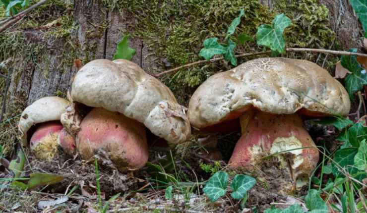 Funghi velenosi