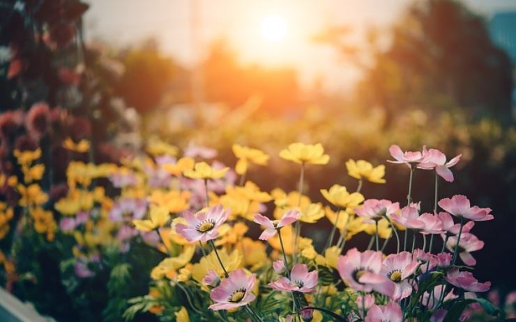 Come avere giardini stupendi in autunno grazie a queste tecniche