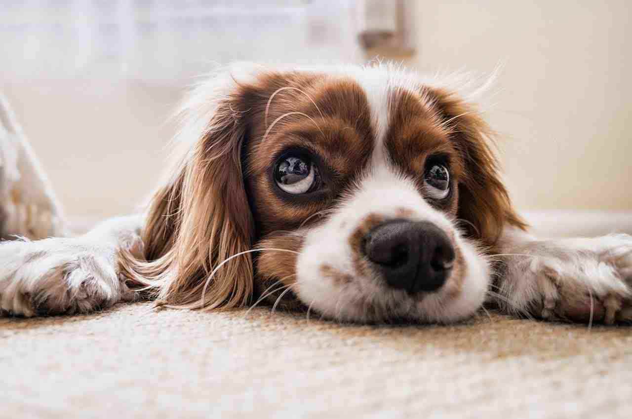 addestrare cane cacca pipì