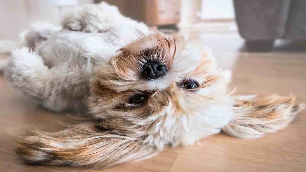 I cani sono intelligenti, ma alcune razze sono eccezionali: ecco quali