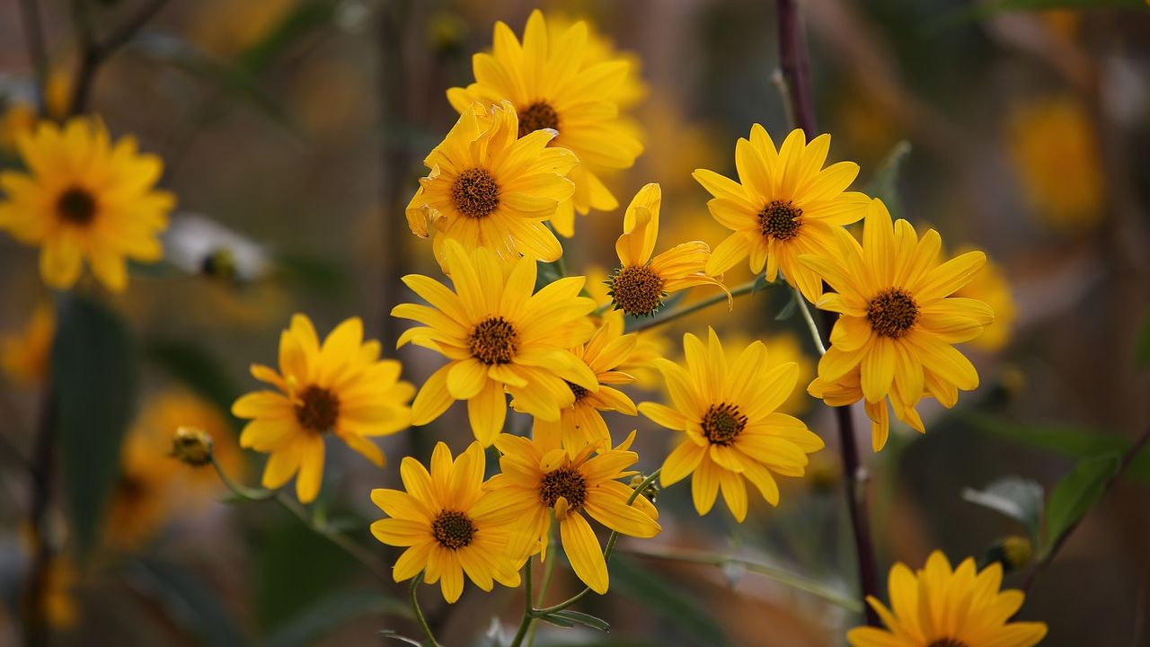 arnica