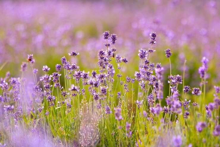 Sonniferi naturali: l’effetto calmante delle piante