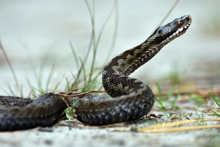 Hai visto un serpente: ecco come capire se è una vipera