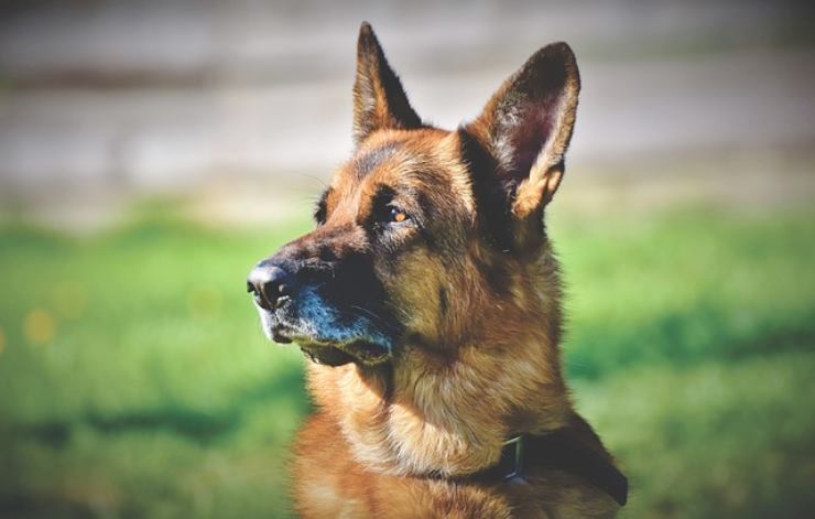 I cani sono intelligenti, ma alcune razze sono eccezionali: ecco quali