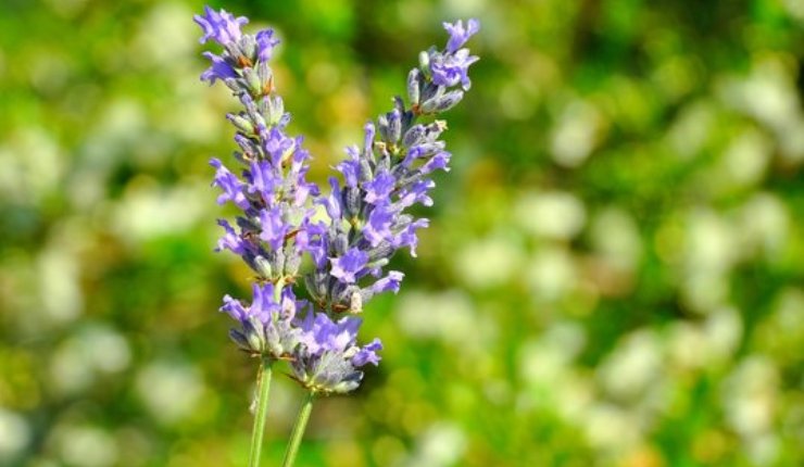 Coltivare lavanda