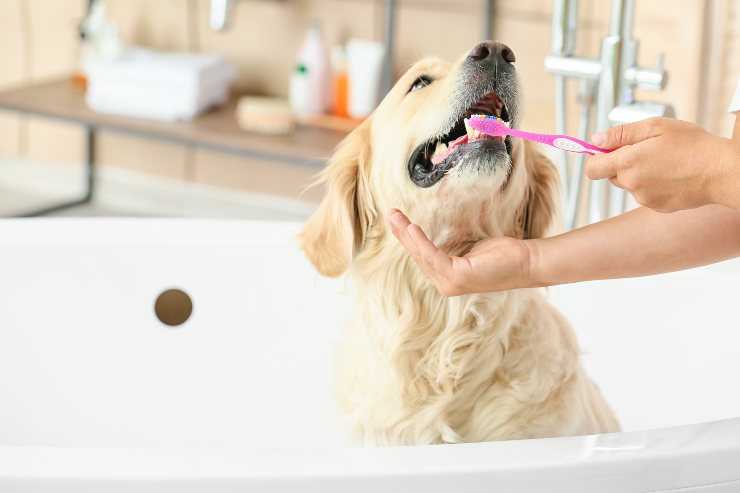 Come pulire i denti