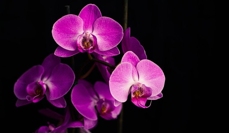 Orchidee