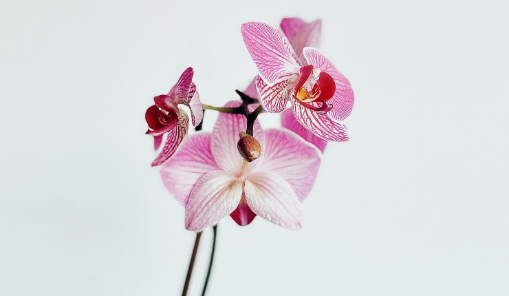 Orchidee