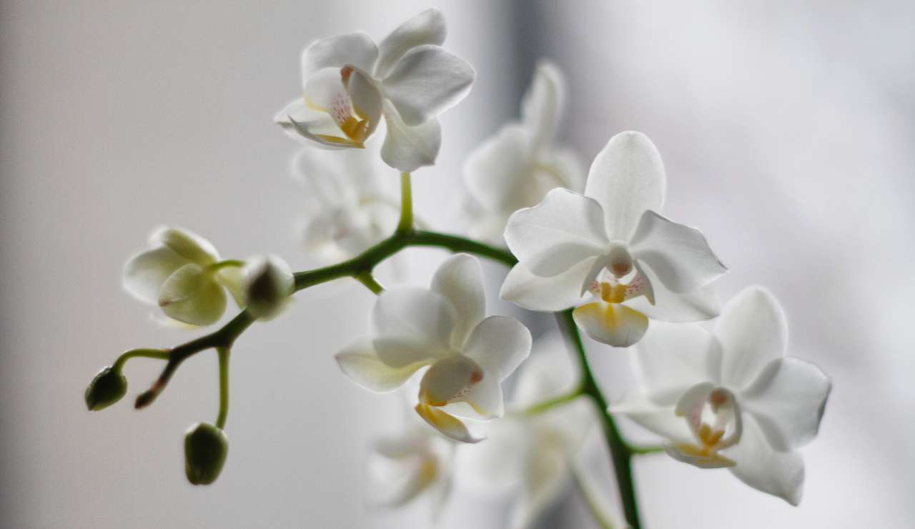 Orchidee