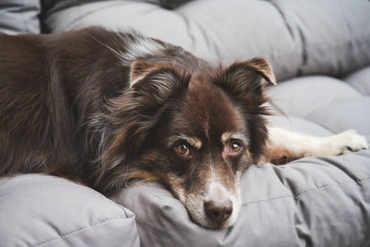 Come capire se il cane ha la febbre? Ecco come misurarla