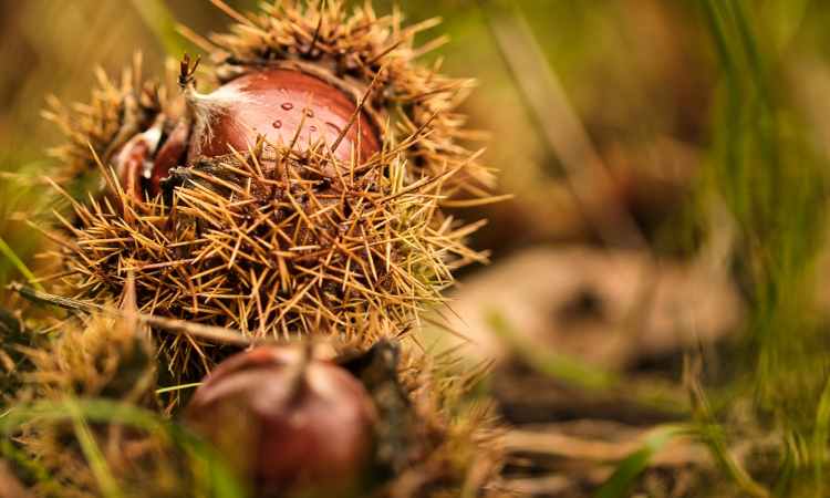 castagne