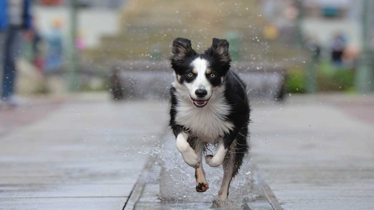 Il tuo cane è iperattivo? Potrebbe avere questo disturbo